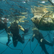 Divers disentangle a sea turtle that died in a shark net.